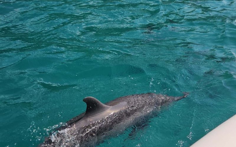Lancha da Odete Golfinhos em Fernando de Noronha